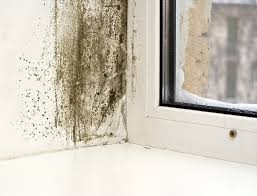Mold removal service chicago