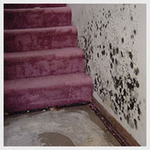 Mold removal and remediation and water damage in chicago