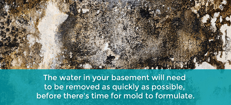 inspect basement for mold