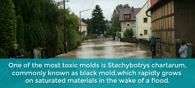 after a flood mold spreads fast