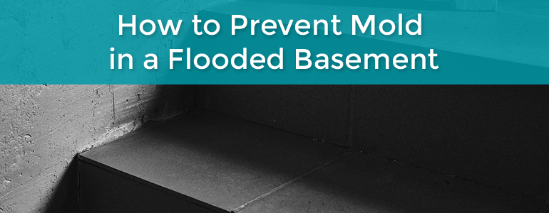 how to prevent mold in basement