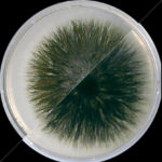 What Does Alternaria look like