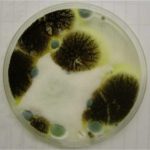 what does Cladosporium mold look like