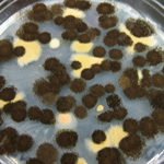 Black Mold