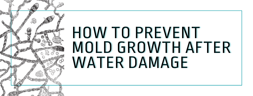 prevent mold growth in walls